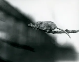 Un ghiro su un ramo allo zoo di Londra, maggio 1914